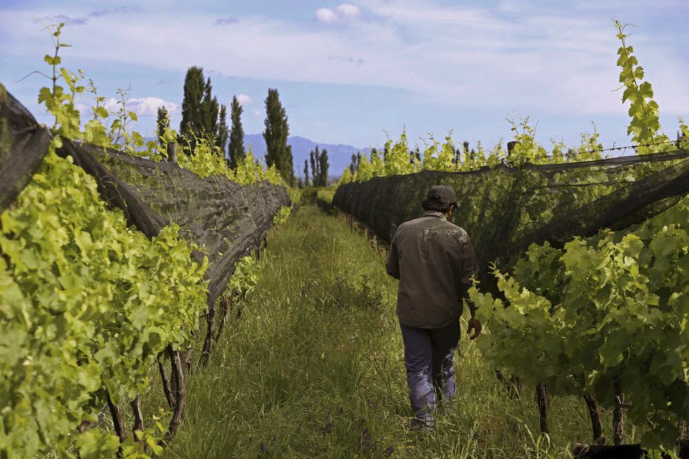 La vitivinicultura podría tener una gran oportunidad