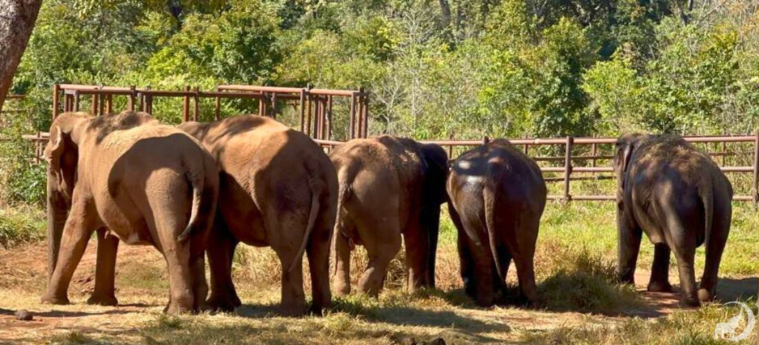 Fotos y videos: con mucho calor, pese a ser invierno, la elefanta Guillermina se volvió “noctámbula” en Brasil. Foto: Santuario Global de Elefantes