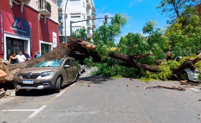 Un árbol cayó sobre dos vehículos en el centro de Córdoba  y una mujer resultó herida. Gentileza: El Dolce TV