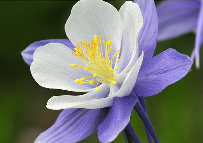 Colorado Columbine