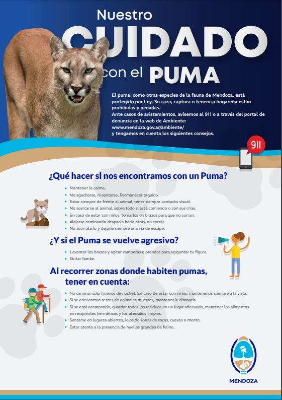 Sintió ruidos, se asomó y vio a un puma en el patio: aclaran que es algo común, qué hacer y qué no. Foto: Gentileza Ministerio de Energía y Ambiente