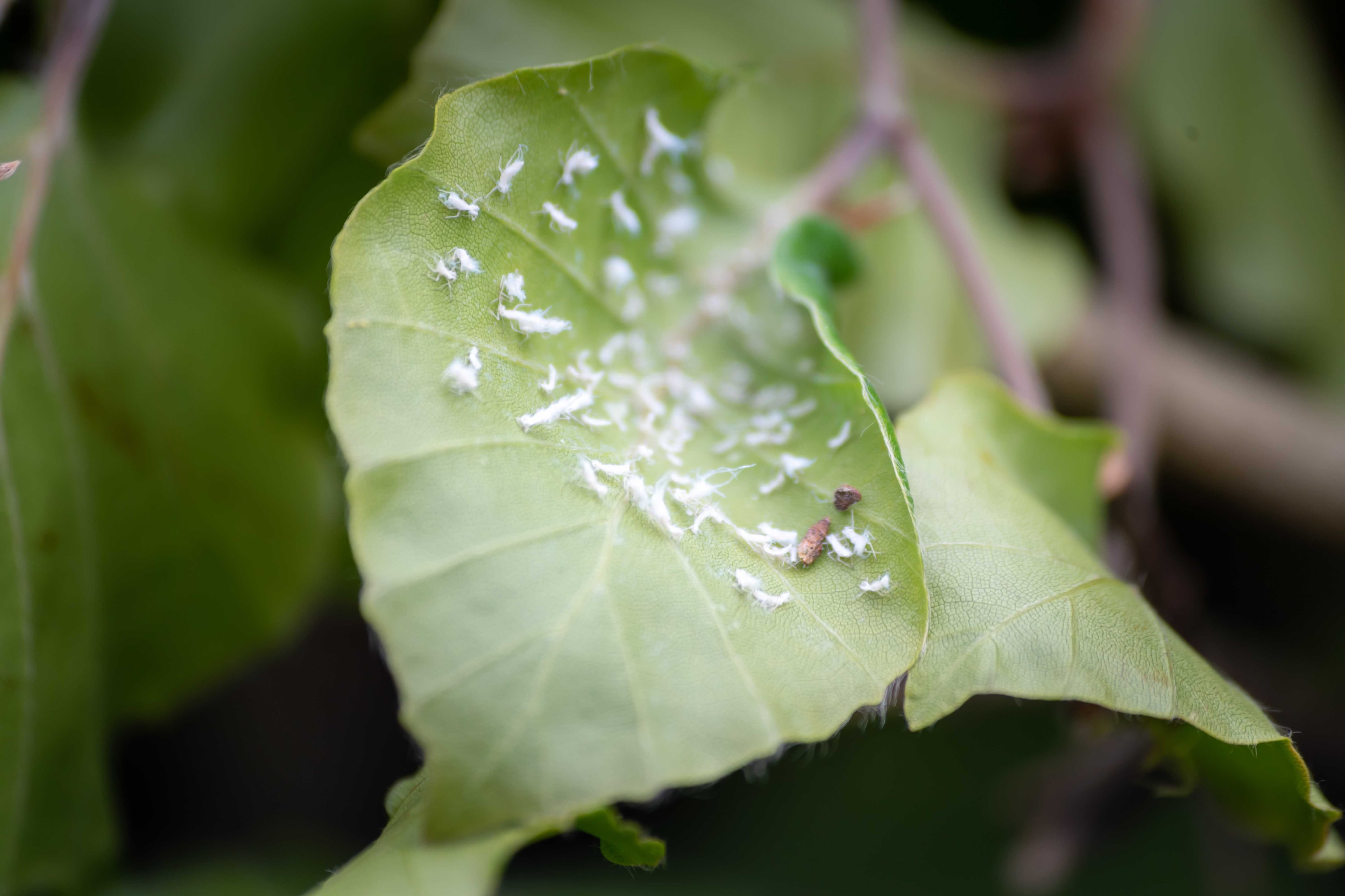 Si vivís en el Norte argentino y tenés que fumigar ahora el jardín para controlar insectos, emprendé esta tarea después de las 18:30, ya que a esa hora los insectos benéficos se retiran a la copa de los árboles.