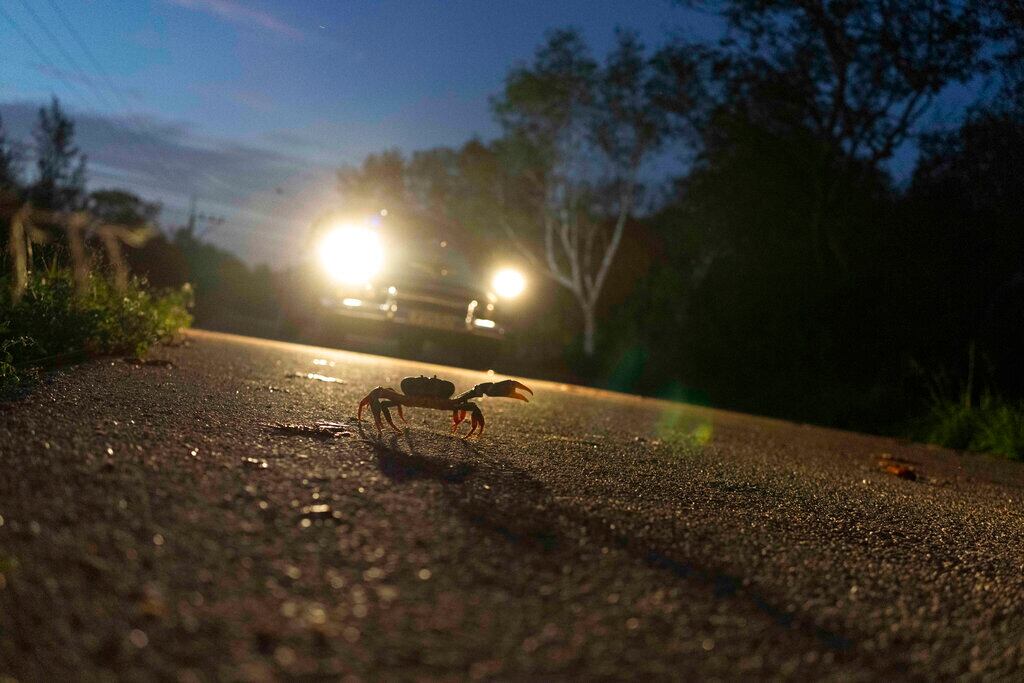 Un automóvil estadounidense antiguo se desplaza por una carretera mientras un cangrejo intenta cruzar la calle en Girón, Cuba, el sábado 9 de abril de 2022. La migración de desove anual causa preocupación a los conductores que intentan desviarse en un intento inútil de no matar a los crustáceos y son una molestia para los residentes, pero la vista de sus viajes a través de la carretera es una maravilla para los turistas y cualquier persona interesada en el fenómeno. (Foto AP/Ramón Espinosa)