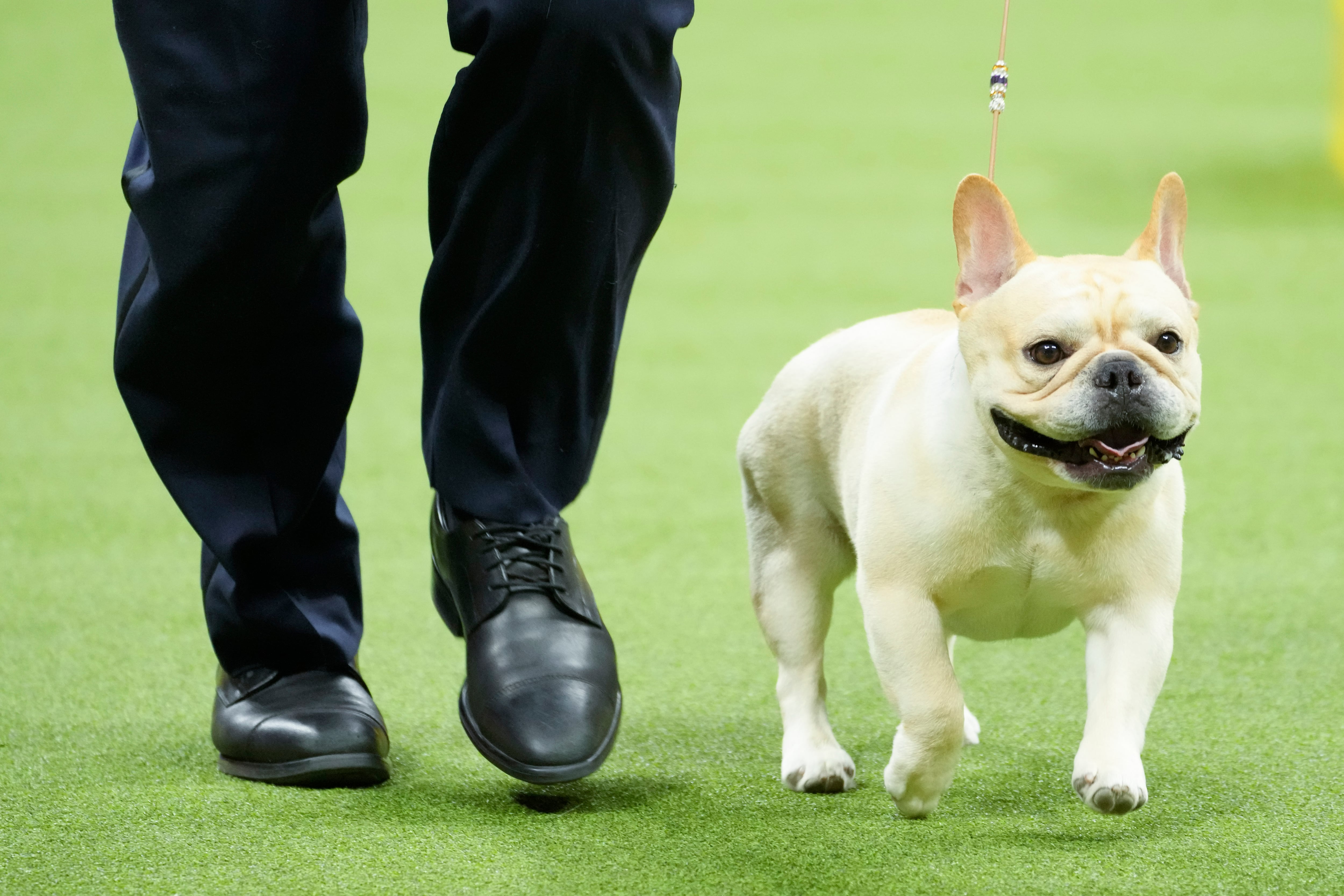 ARCHIVO - Winston, un bulldog francés, participa en la competencia grupal no deportiva en la 147a. exhibición canina del Westminster Kennel Clubel lunes 8 de mayo de 2023, en Nueva York. (AP Foto/Mary Altaffer, Archivo)