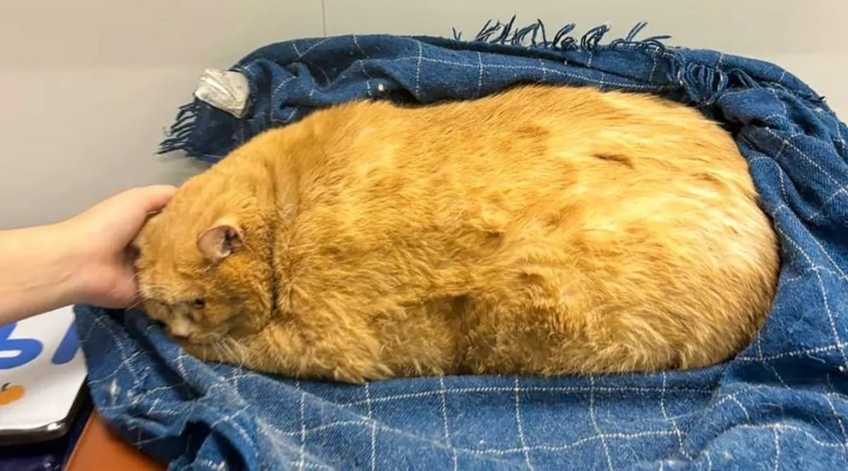 Rescataron a un gato con obesidad extrema que solo se alimentaba de sopa y galletas en Rusia