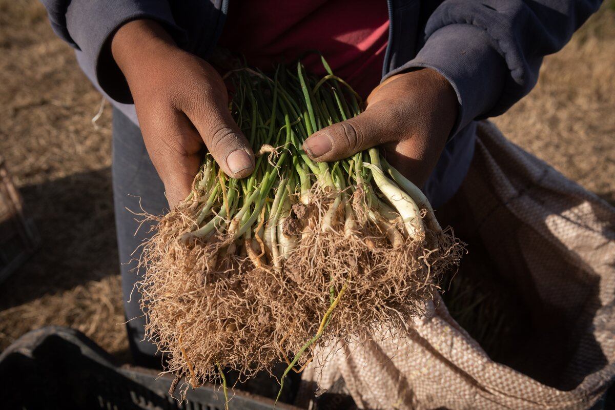 Almácigos de cebolla que los jóvenes obtuvieron a modo de pago por su trabajo en una chacra. Foto: Ignacio Blanco / Los Andes