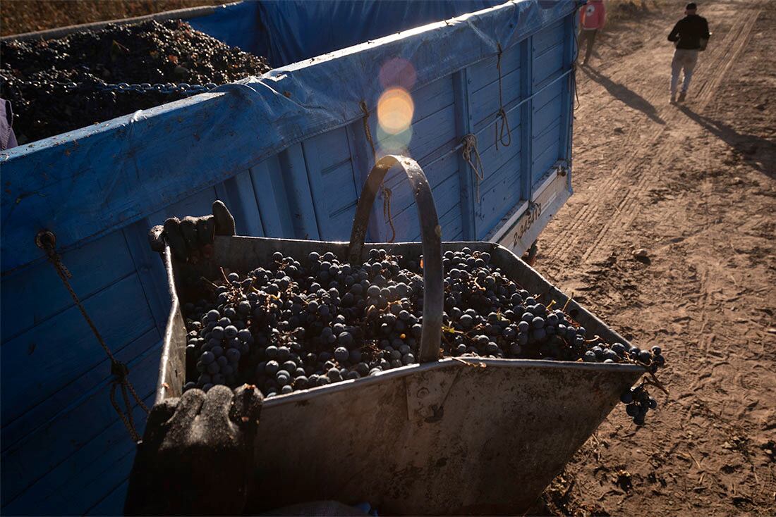 Cosecha manual del varietal Malbec en Agrelo, Luján de Cuyo.

Foto: Ignacio Blanco / Los Andes  