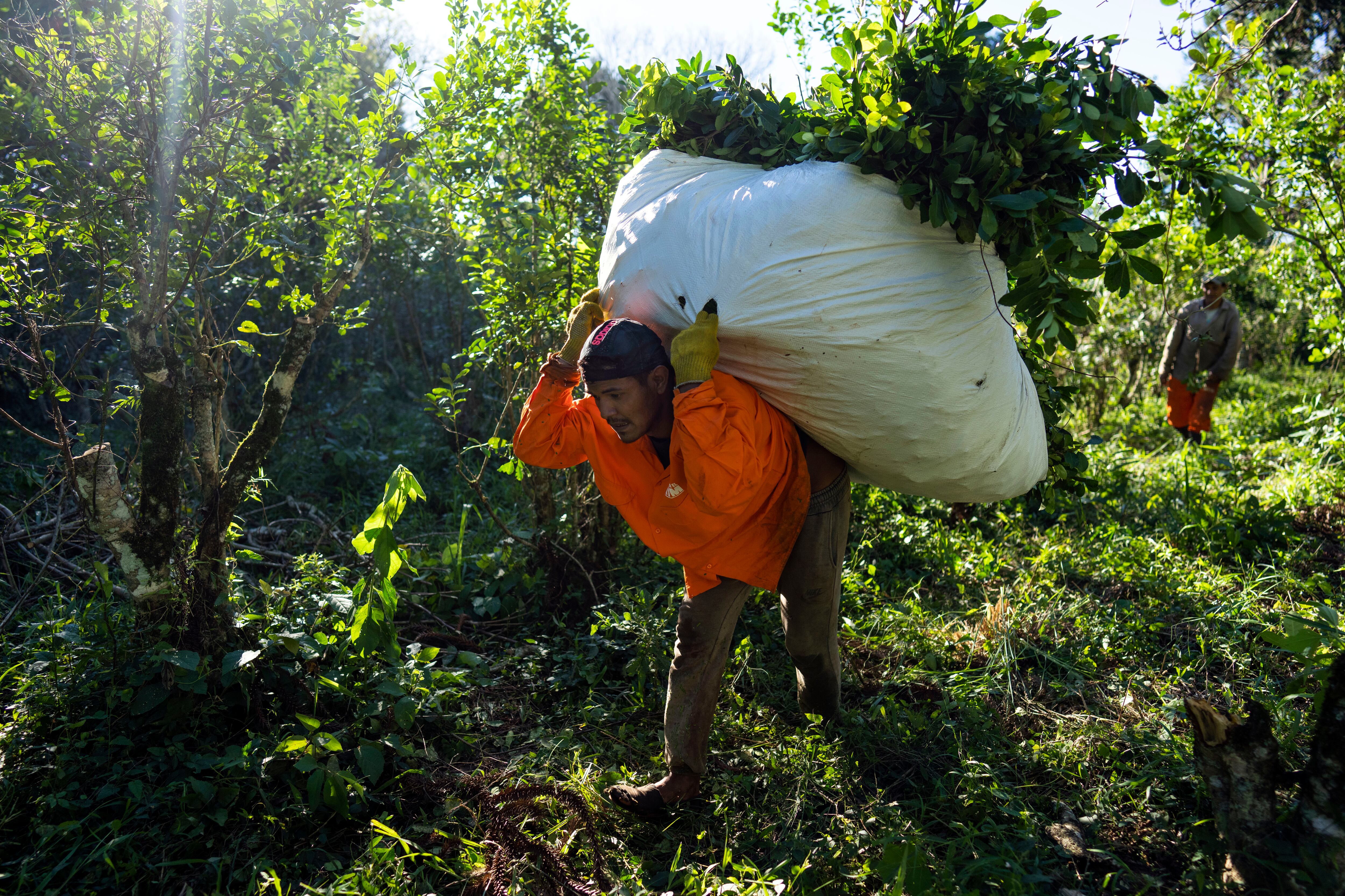 En el país es una bebida que forma parte de la cultura y la identidad, además de que es el principal productor mundial y el segundo exportador detrás de Brasil. (AP Foto/Rodrigo Abd)