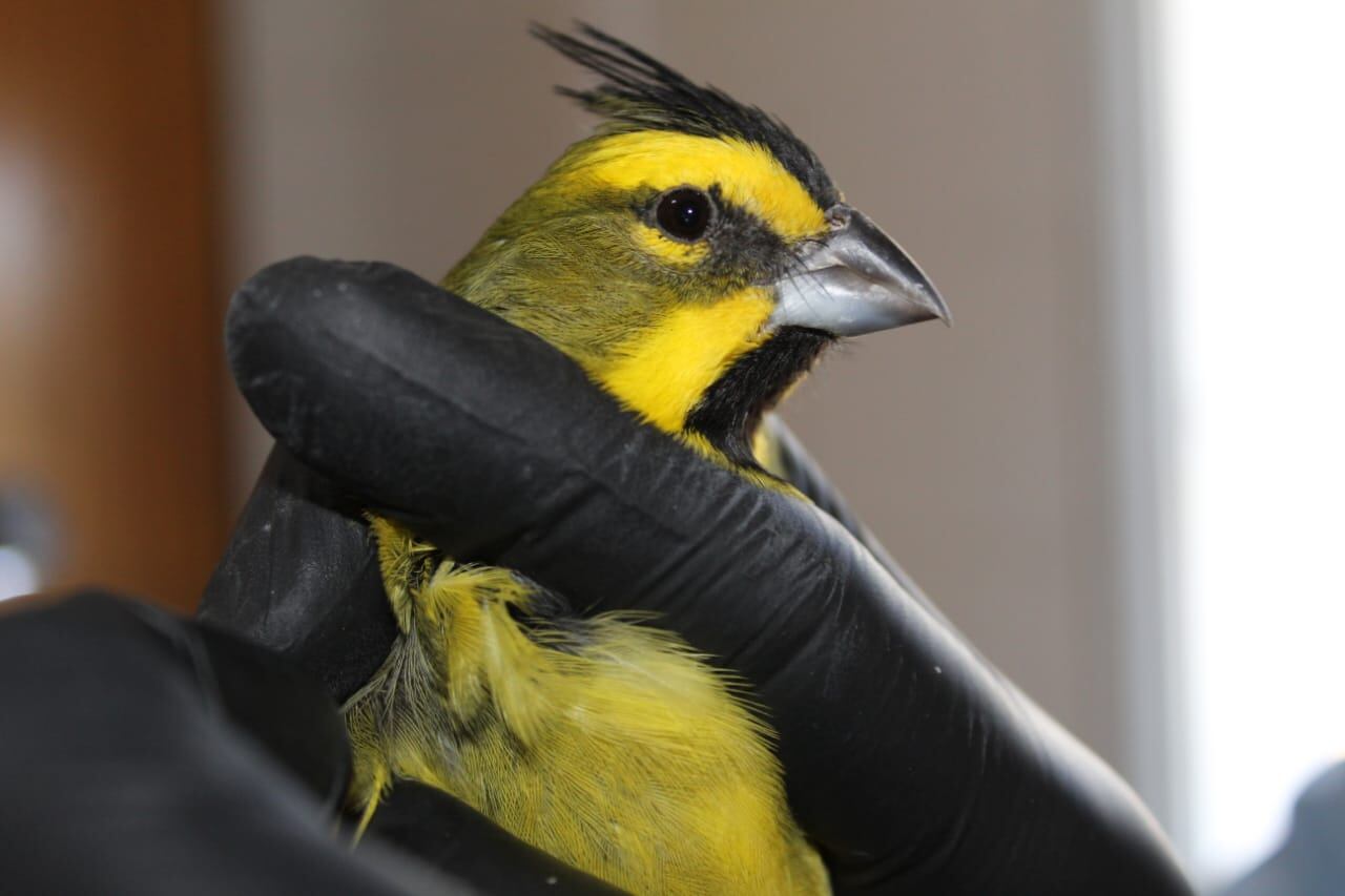 Rescataron, rehabilitaron y liberaron en su hábitat a 20 cardenales amarillos: preocupa el tráfico ilegal. Foto: Gentileza Guardaparque Martín García, Departamento de Fauna Silvestre.