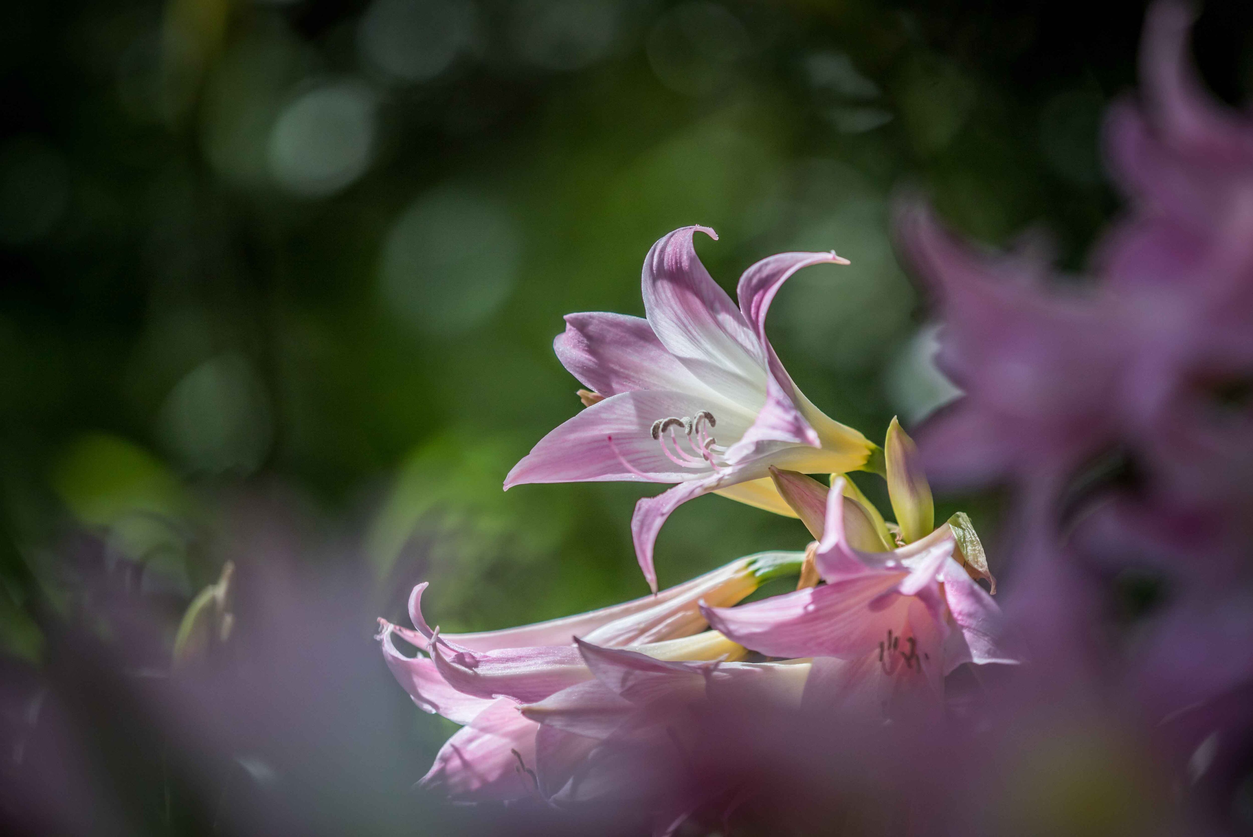 Las azaleas no soportan cambios de temperatura bruscos. Necesitan ambientes templados y bien ventilados. En exterior hay que protegerlas de temperaturas muy bajas y en interior de la falta de humedad. 
FOTOS 123RF