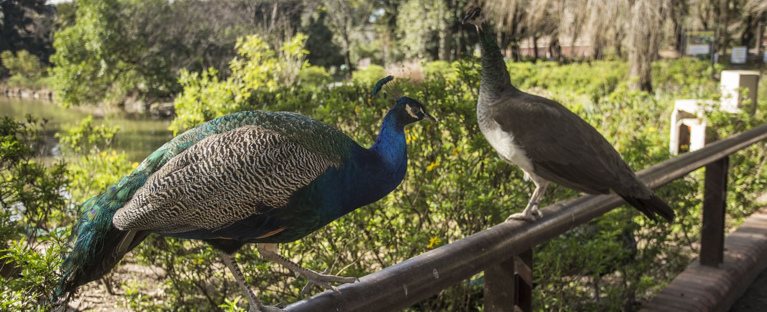 Ecoparque de Córdoba - Gentileza