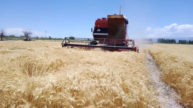 Los campos de trigo en 25 de Mayo.