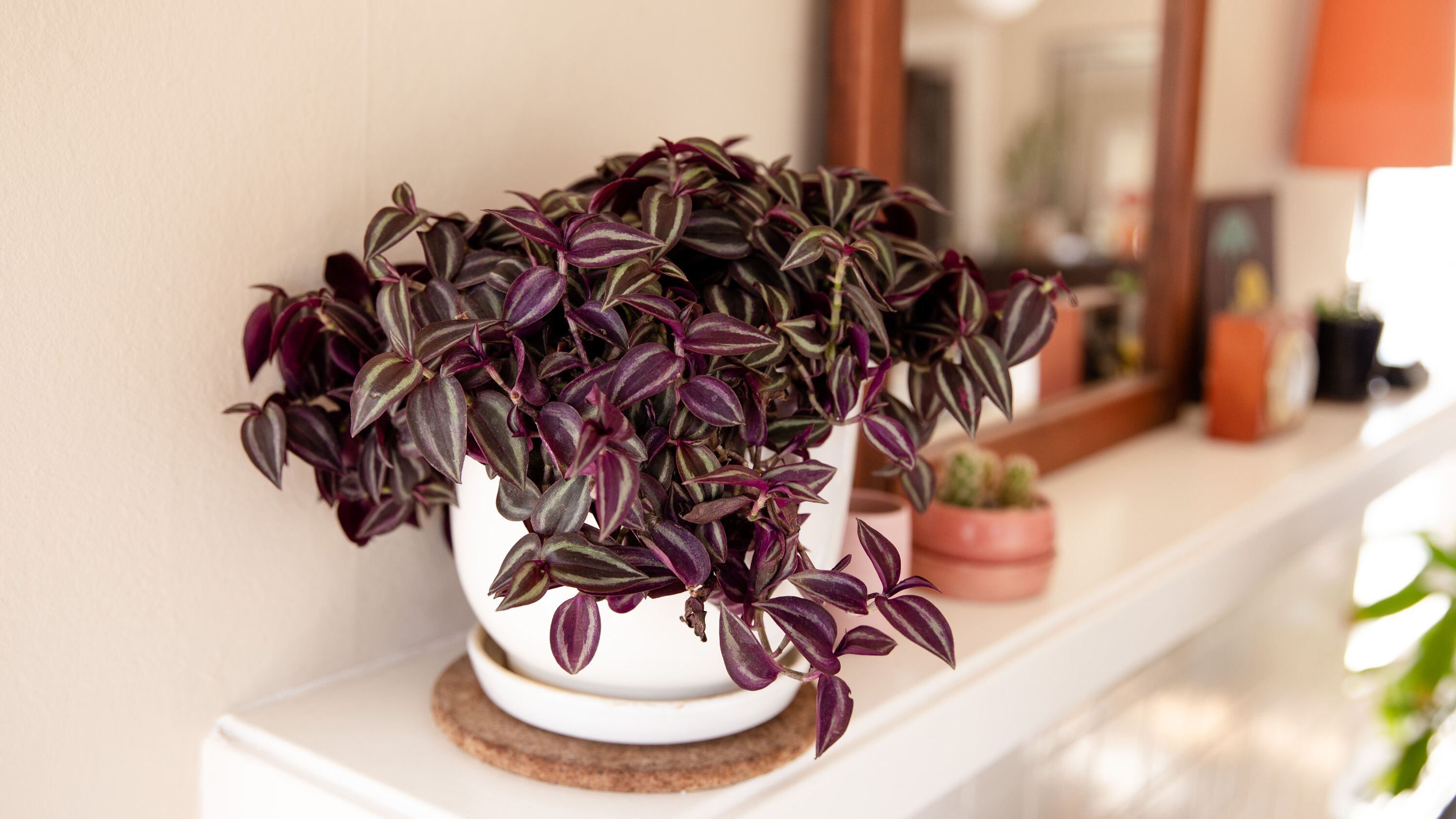 Una tradescantia es una perfecta alternativa. Las plantas con cuidados mínimos y colores llamativos son perfectas.