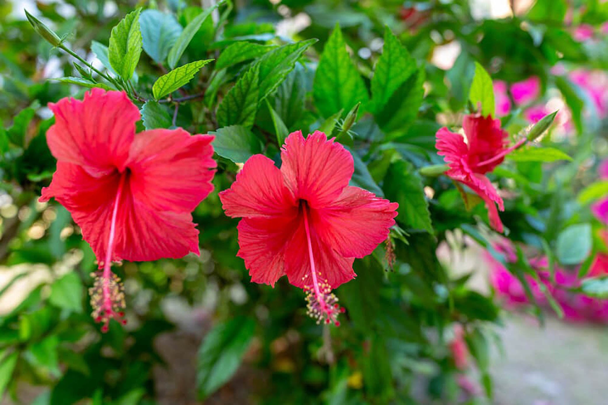 Los colibríes se sienten atraídos por los colores intensos y llamativos, como el violeta, el rojo y el naranja.