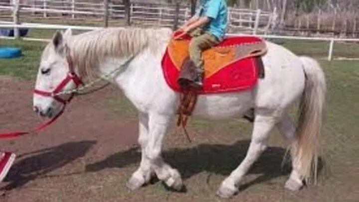 Robaron y faenaron un caballo en Rio Negro.