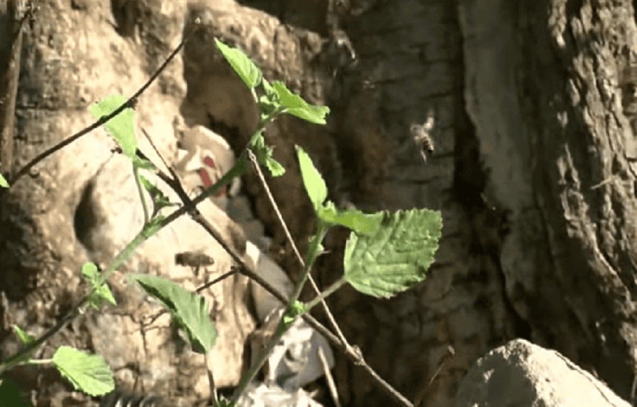 El árbol donde estaba el panal: un hombre murió atacado por abejas en Rosario (Gentileza / El Tres)