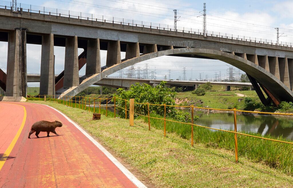 Una capibara cruza un carril bici a orillas del río Pinheiros, en Sao Paulo, Brasil.