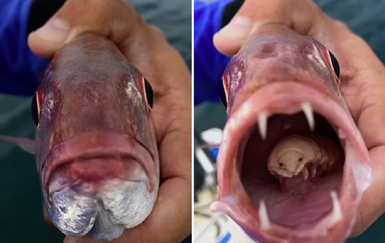 Fotografiaron un piojo que funcionaba como la lengua de un pez carpintero