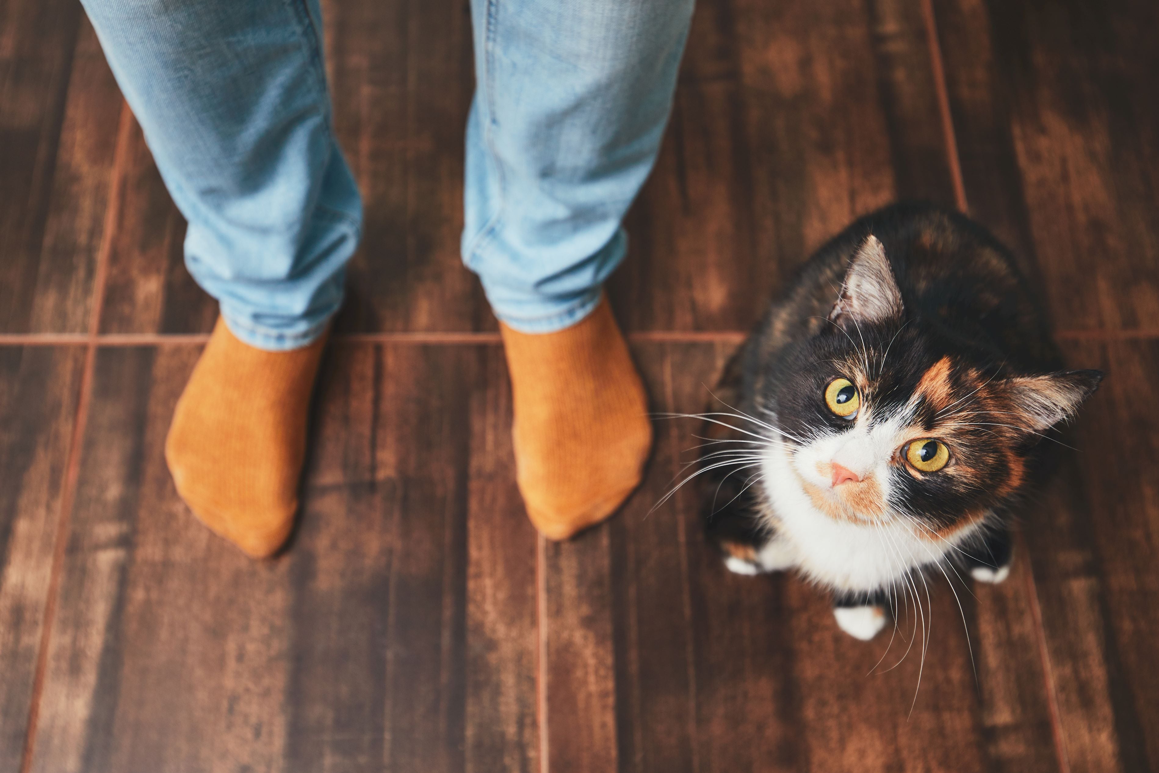 Cuidado felino: consejos para mantener a tu gato feliz y saludable