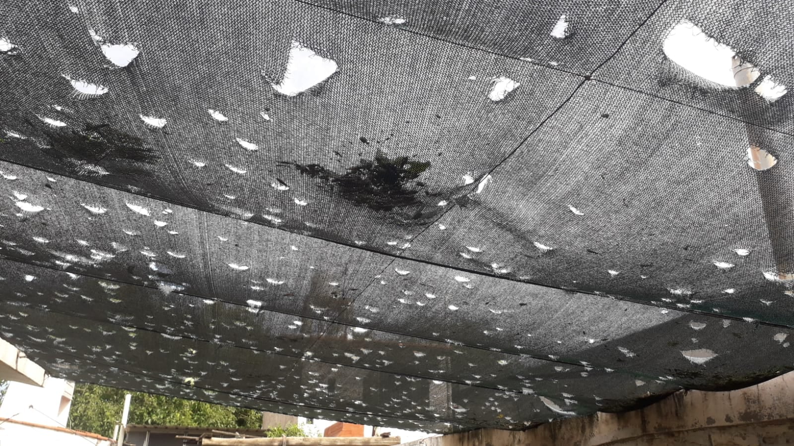 Daños del granizo en zona este de Mendoza (Gentileza)