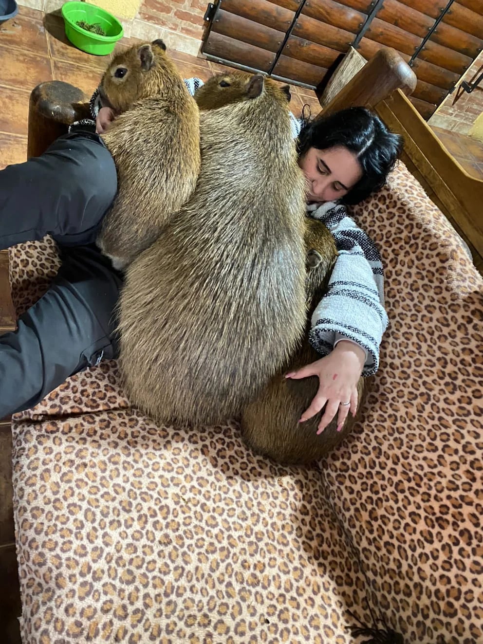 La joven asegura que los animales se meten dentro de su casa. Foto: Web