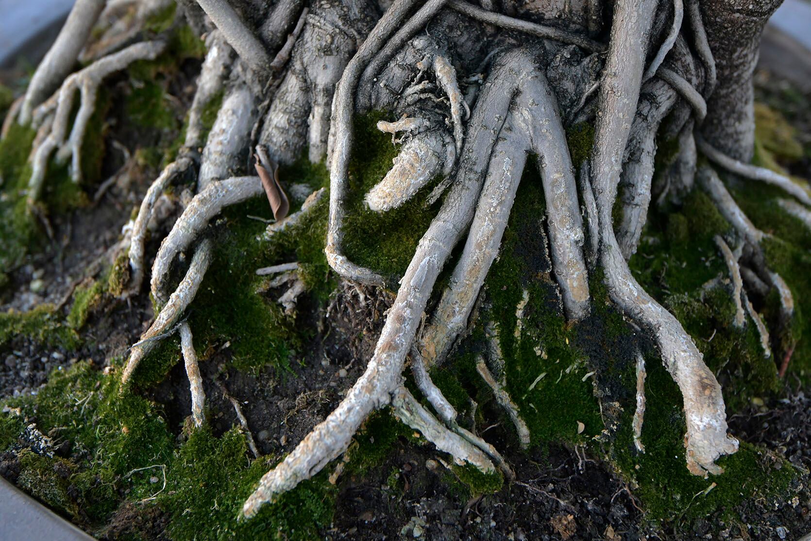 El nebari buscando el sostén para todo el pequeño árbol. Foto: Orlando Pelichotti / Los Andes