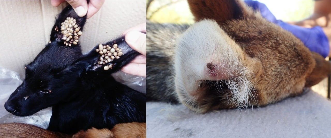 A la izquierda, perro doméstico con infestación de garrapatas en sus orejas. A la derecha, zorro con una garrapata en su oreja. Foto: Gentileza equipo de investigación.