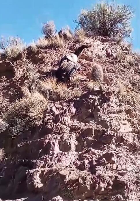 Gran despliegue y operativo de rescate a un cóndor con un ala herida en San Rafael: fotos y video. Foto: Gentileza