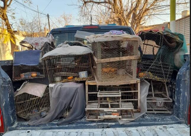 Las aves estaban en jaulas adentro de la casa del único hombre que vive allí. - Gentileza / Ministerio de Seguridad.