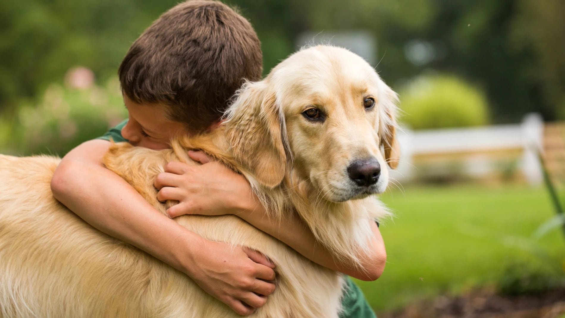 Cuáles son las 3 razas de perro más compañeros de todos.