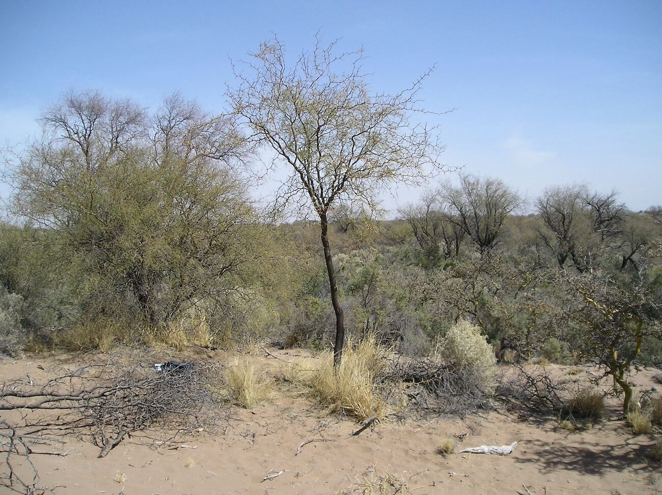 Imagen de un algarrobo podado. Algarrobo luego de las prácticas de poda, nótese atrás del mismo otro individuo sin podar. Fotos: J. A. Alvarez.