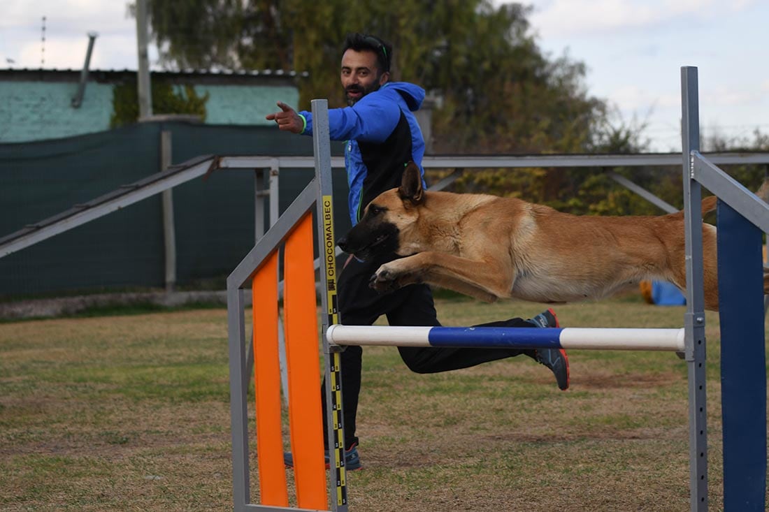 Gustavo de la escuela de Agility Choco Malbec, con Noah durante un entrenamiento. Agility es una modalidad competitiva donde un guía dirige a un perro sobre una serie de obstáculos.