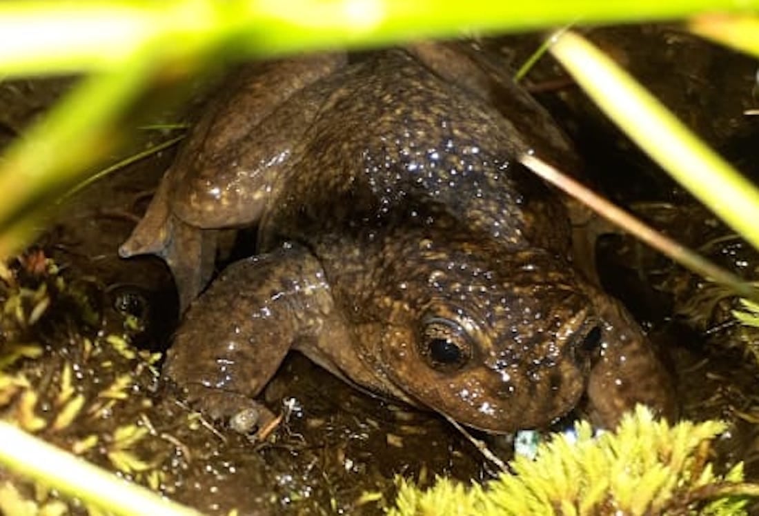 La ranita del Pehuenche es una especie que viven en el sur de Mendoza y está amenazada.