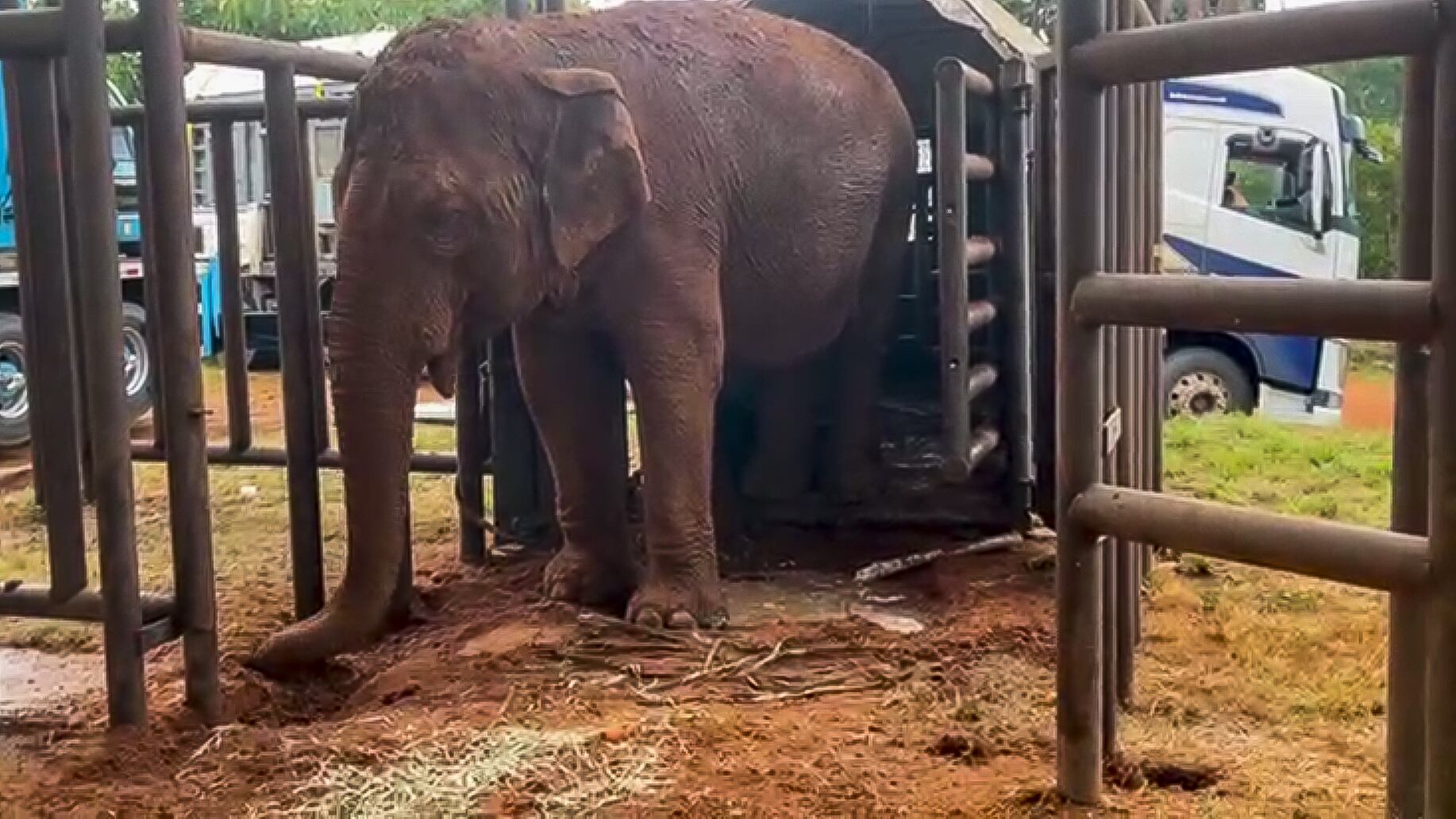 Pocha, Guille y su primera noche en el santuario: a 12 horas de llegar, las elefantas volvieron a encontrarse 