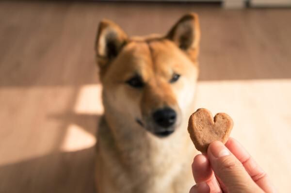 Canela para mascotas.