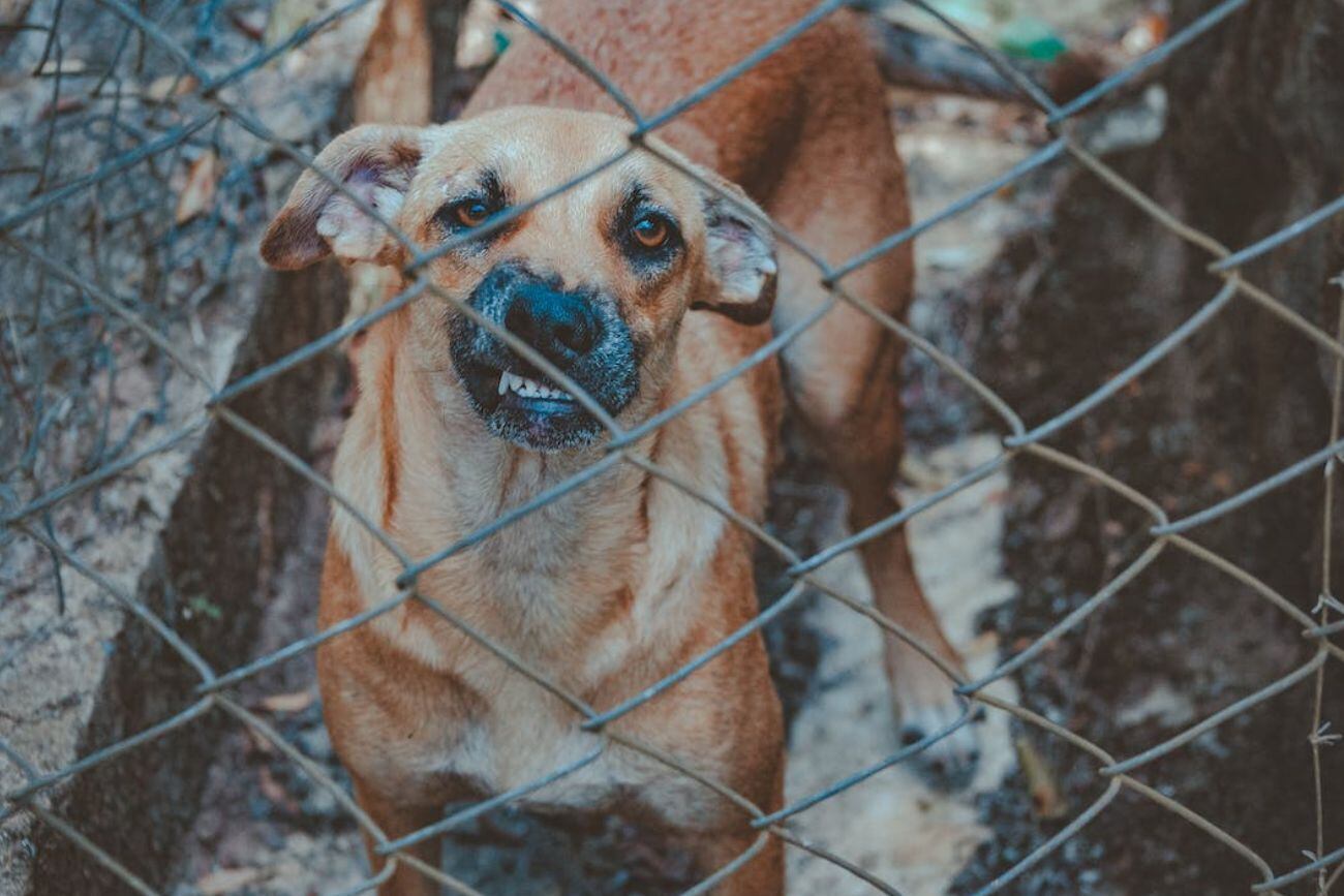 Perro con cambios de comportamiento