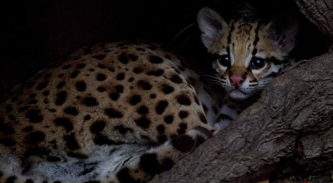 OCELOTE. Imagen ilustrativa (AP/Archivo).