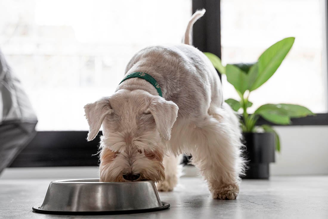 La alimentación e hidratación de nuestras mascotas requiere dedicación. Algunos accesorios pueden facilitar la tarea.