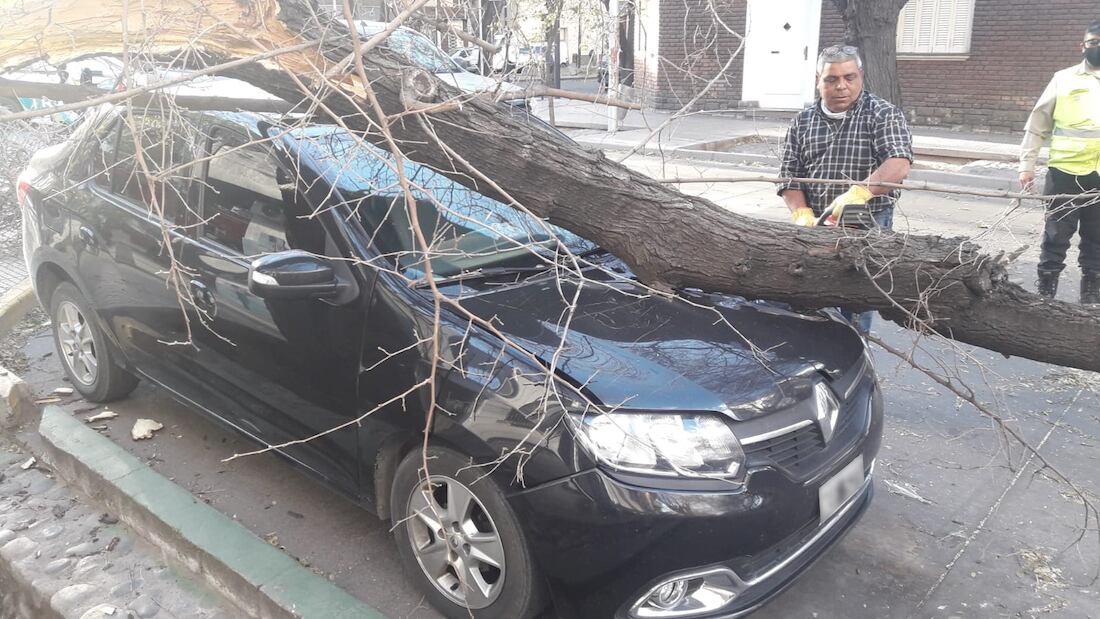 Las tormentas, temporales y granizadas dejaron unos 200 árboles caídos en el Gran Mendoza. Foto: José Gutierrez / Los Andes (Imagen Ilustrativa)