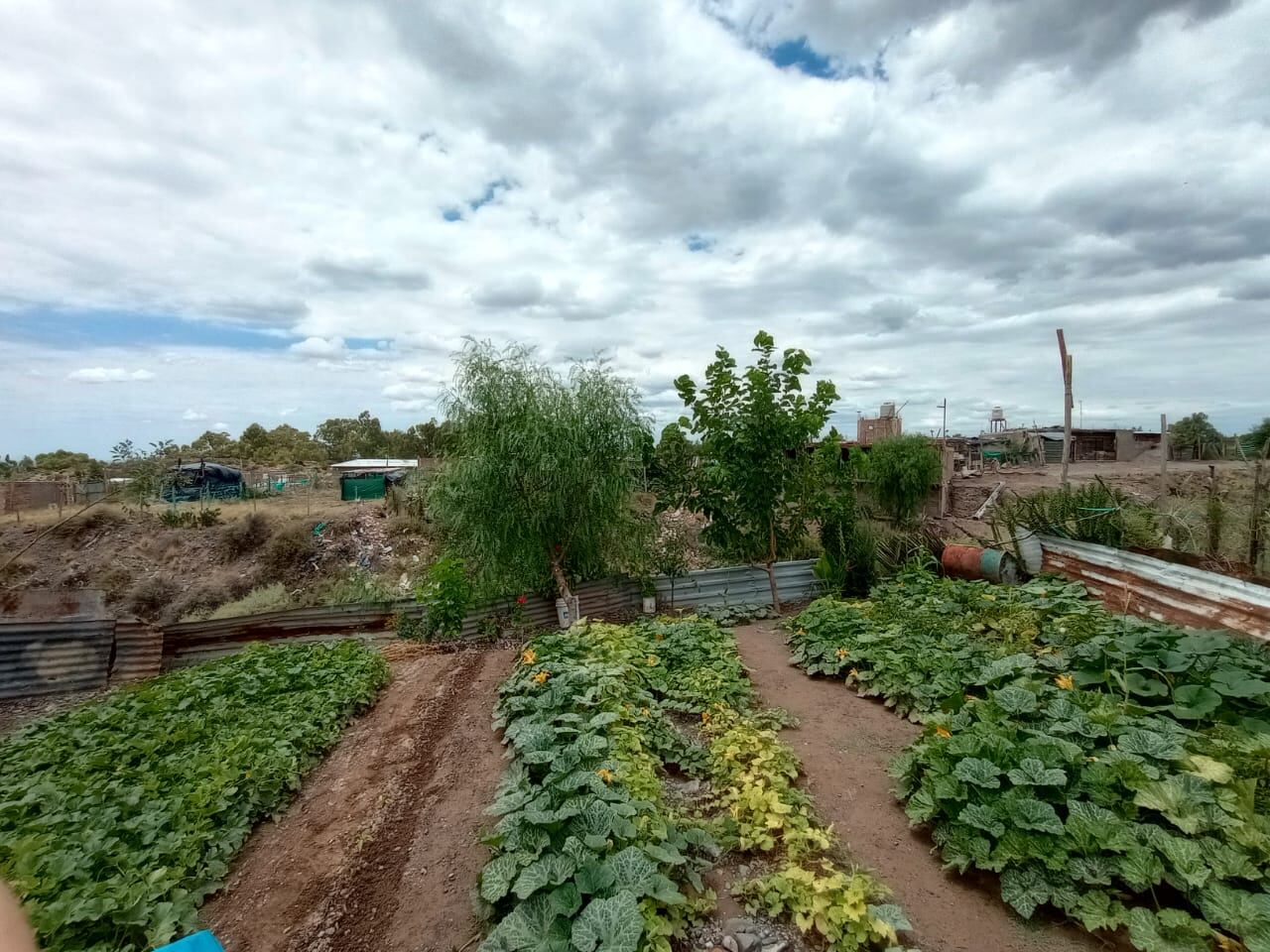 Vecinas y vecinos del barrio La Favorita mostraron sus “Huertas en casa”. Foto: Prensa Ciudad de Mendoza