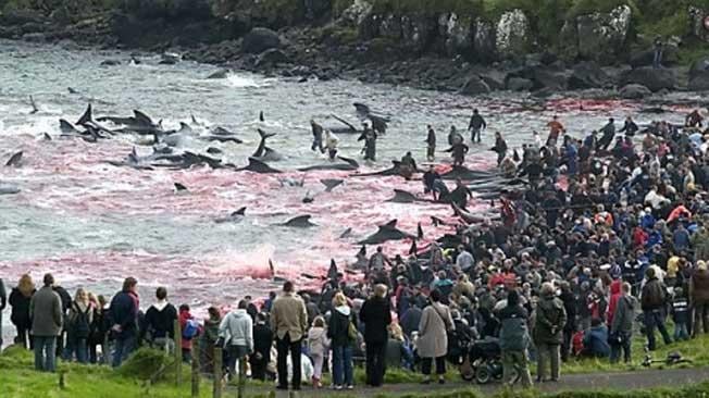 MATANZA. En las islas Feroe (antena3.com).