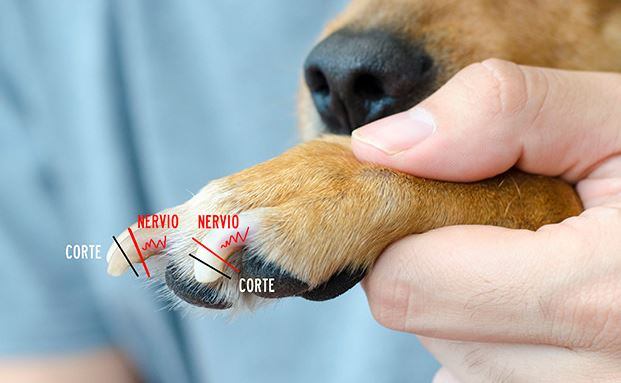 Por esto se debe cortar las uñas de los perros. (Web).