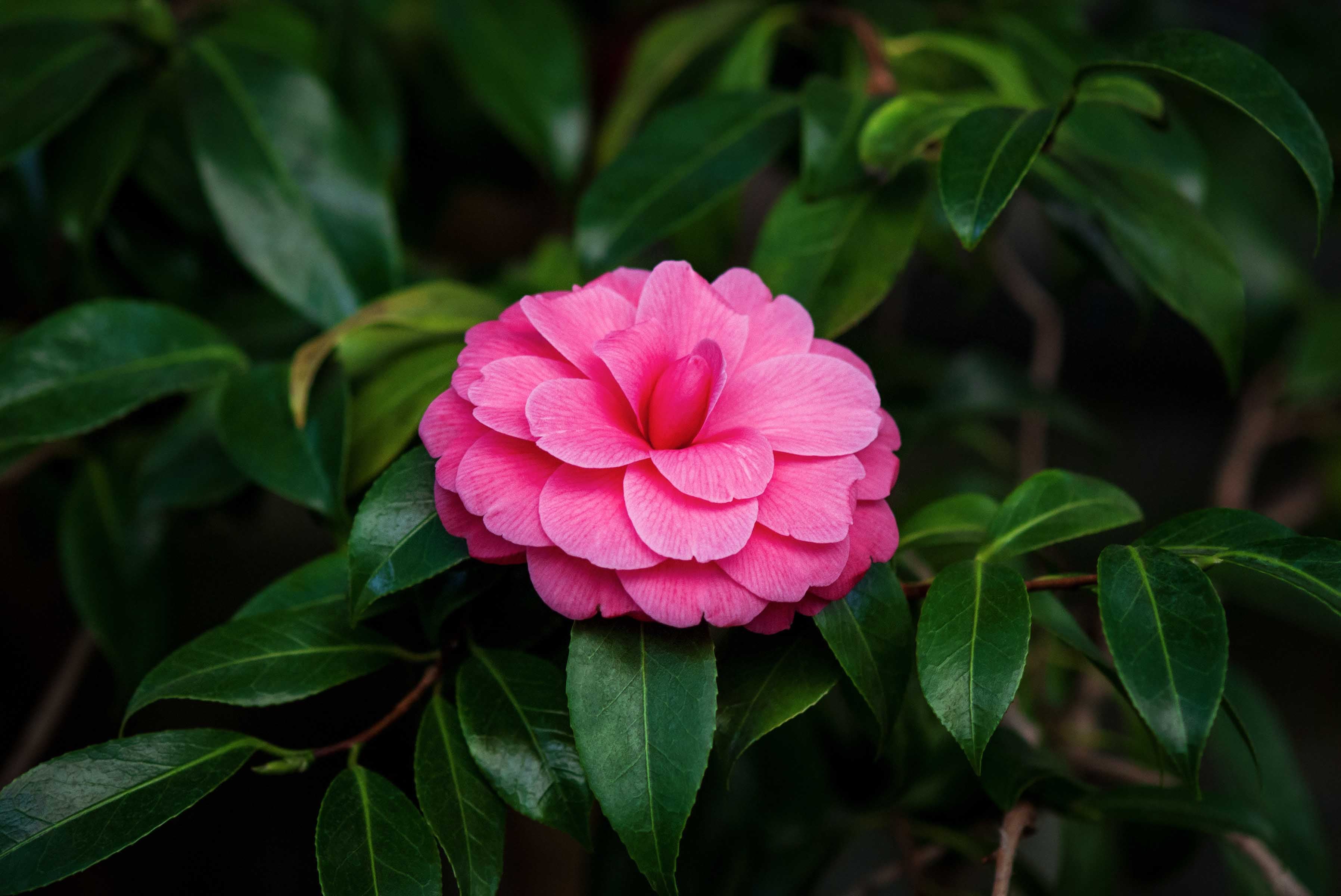 Si vemos una suerte de filigrana en las nervaduras de las camelias, es probable que estemos ante un hongo llamado Antracnosis, que suele aparecen cuando estas plantas están en suelos ricos en nitrógeno.