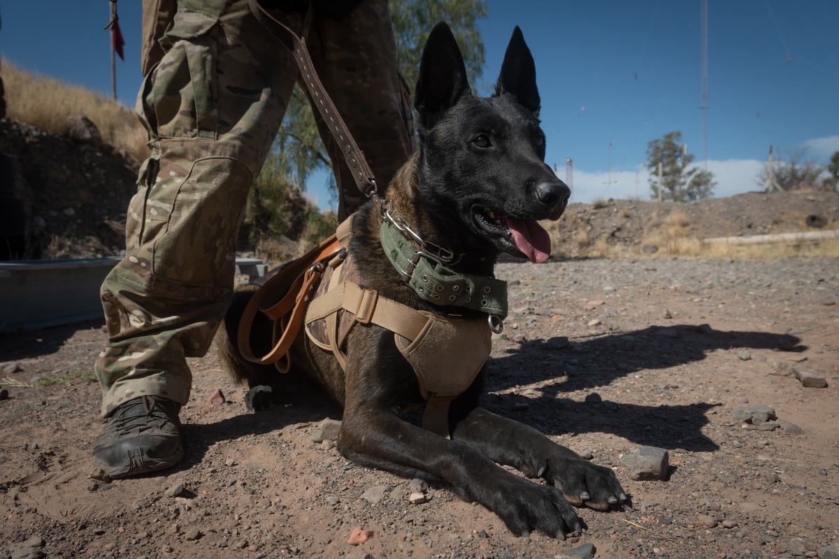 Se trata de perros amigables aunque entrenados para atacar y reducir delincuentes. Tienen una gran obediencia a partir de señas y sonido de voz.. Foto: Ignacio Blanco / Los Andes