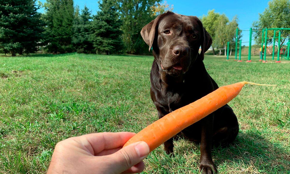 Snack para mascotas. / Web