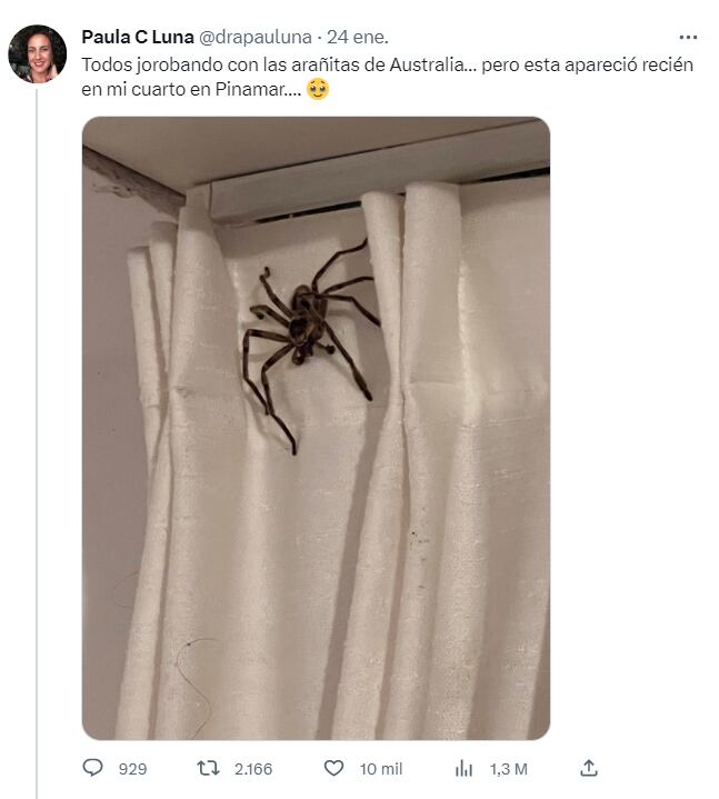 Encontró una araña enorme en Pinamar - Twitter @drapauluna