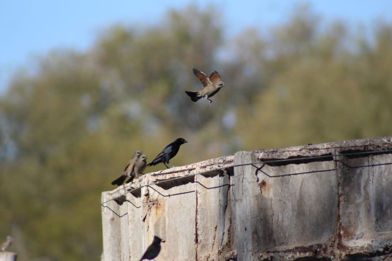 Emotivas fotos: bajó la muerte de aves y otros animales en el campo y gracias a esta simple y útil herramienta. Foto: Gentileza Departamento de Fauna Silvestre Mendoza