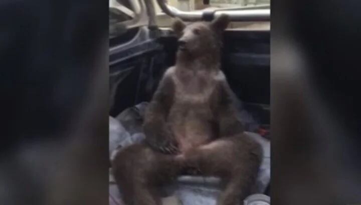 Rescataron a un cachorro de oso pardo que se intoxicó con “miel loca” en Turquía.