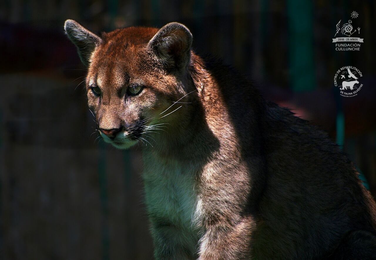 Desde Mendoza presentan recurso para frenar la caza de pumas en la Patagonia: por qué es legal y cuánto pagan. Foto: Gentileza Fundación Cullunche