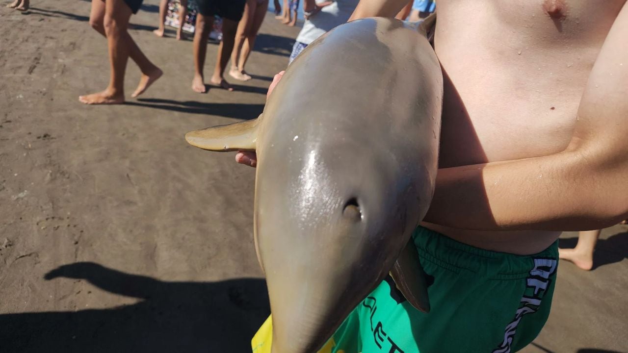 Indignación en Mar del Tuyú tras la muerte de un delfín.